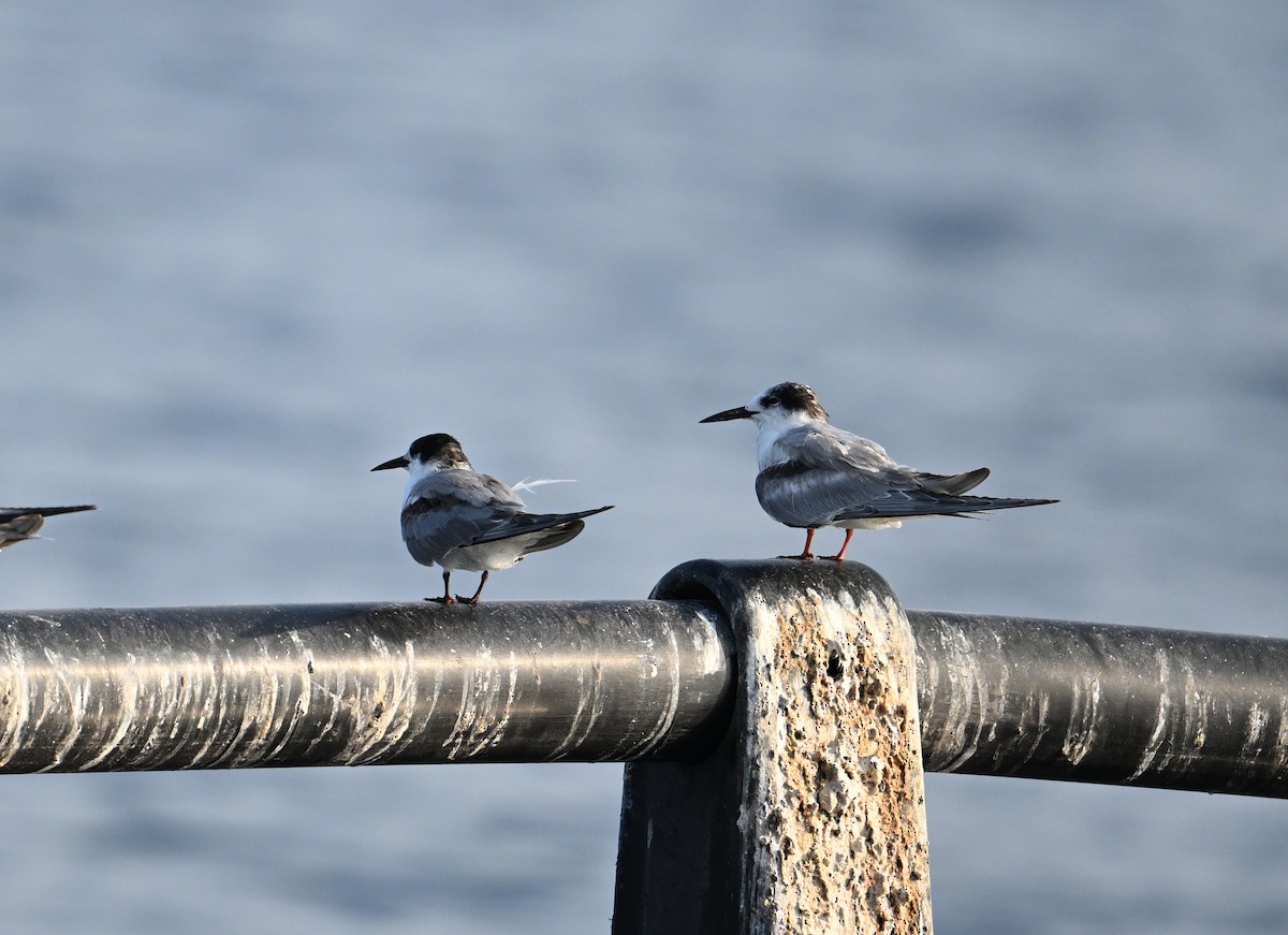 Weißwangen-Seeschwalbe - ML645467569