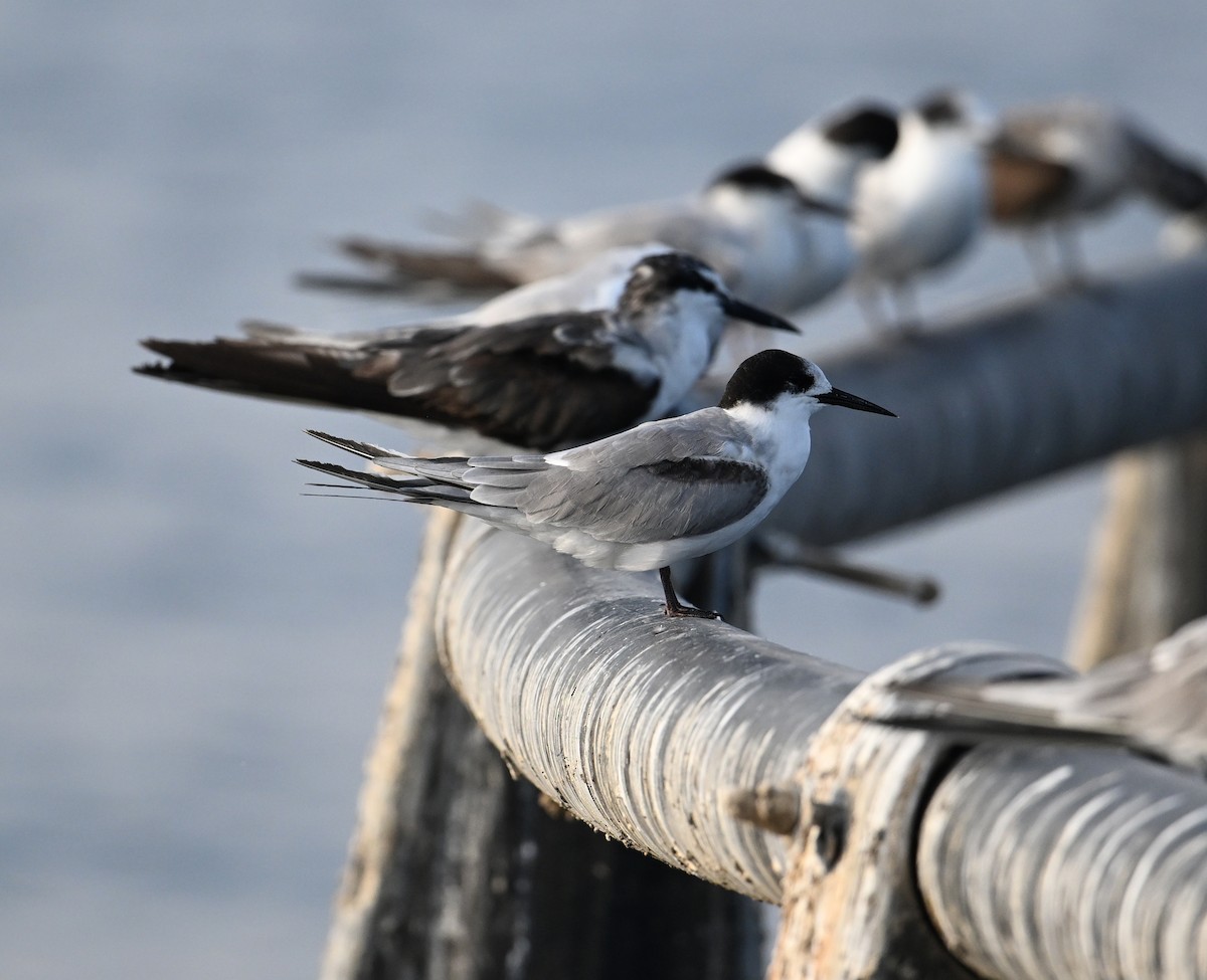 Weißwangen-Seeschwalbe - ML645467570