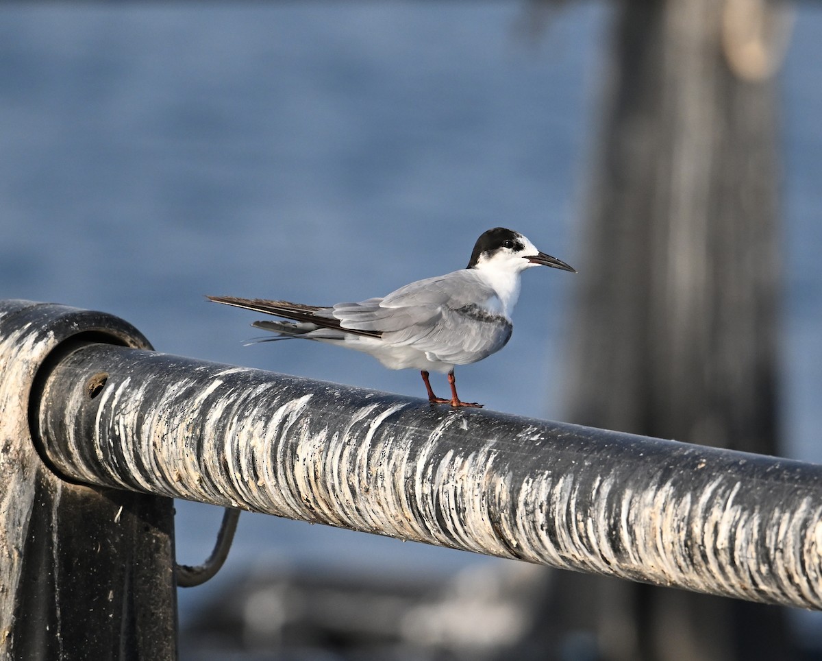 Weißwangen-Seeschwalbe - ML645467571