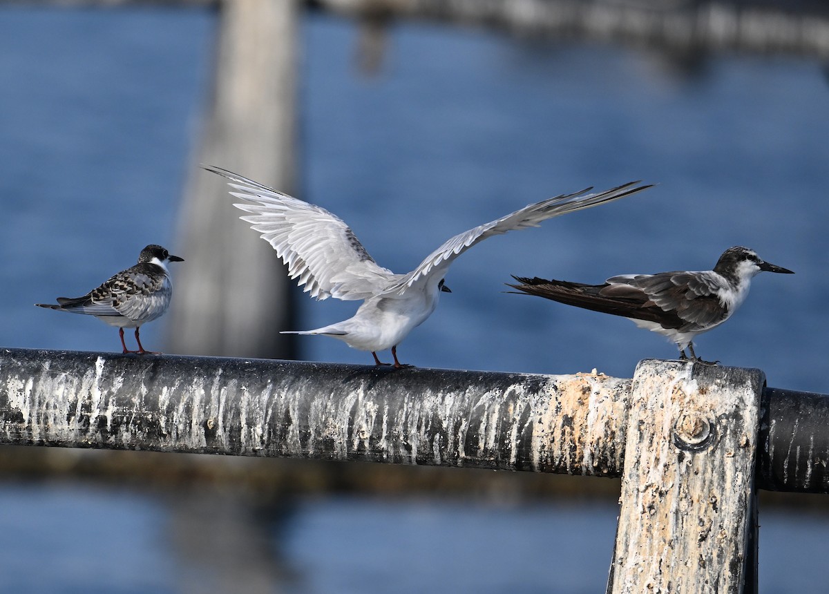 Weißwangen-Seeschwalbe - ML645467572