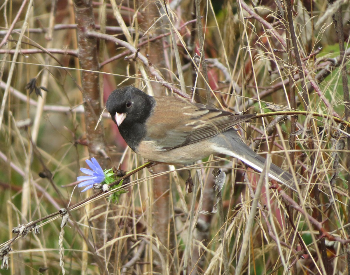 Dark-eyed Junco - ML645467573