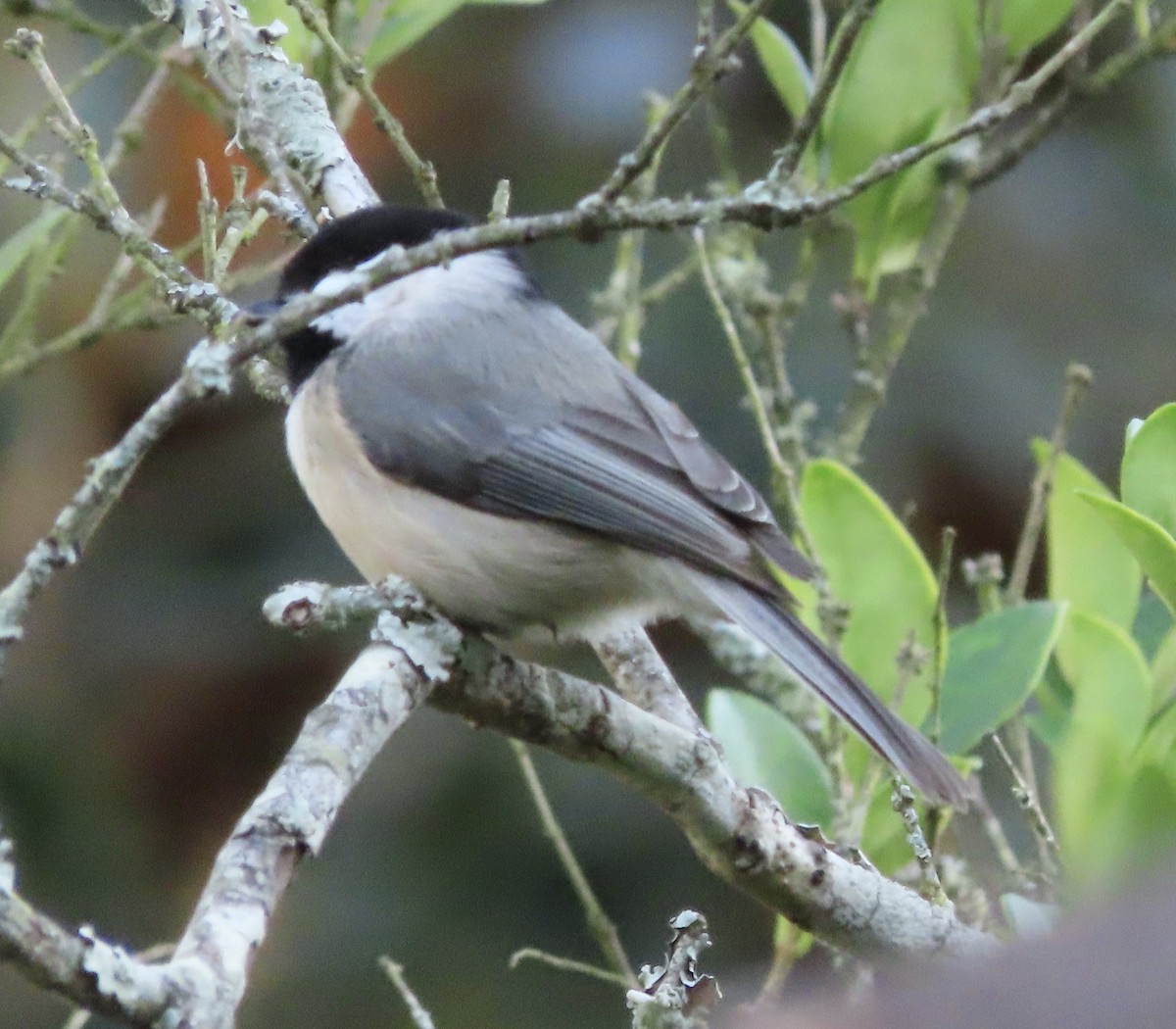 Каролинская гаичка - ML645467574