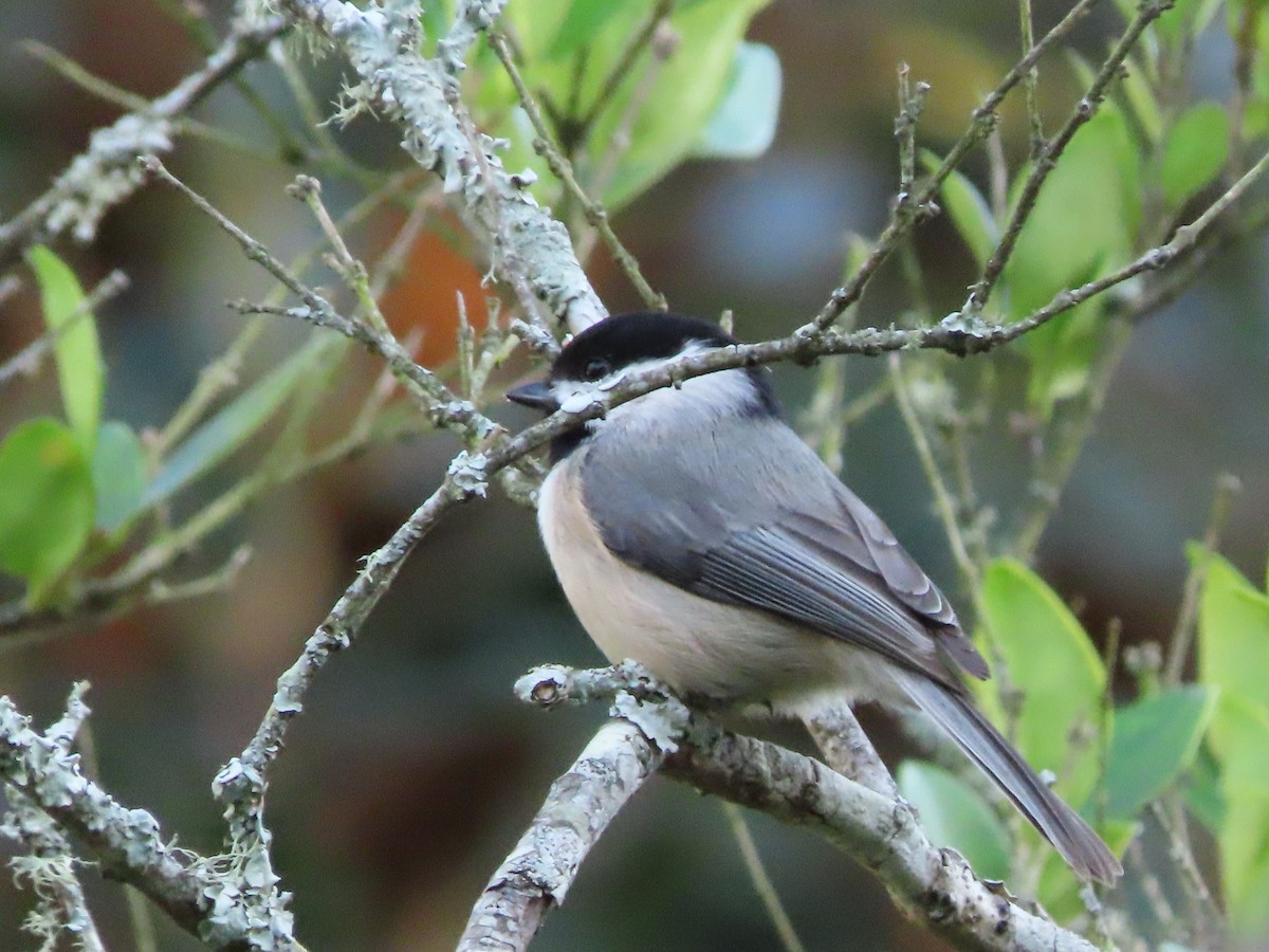 Каролинская гаичка - ML645467575