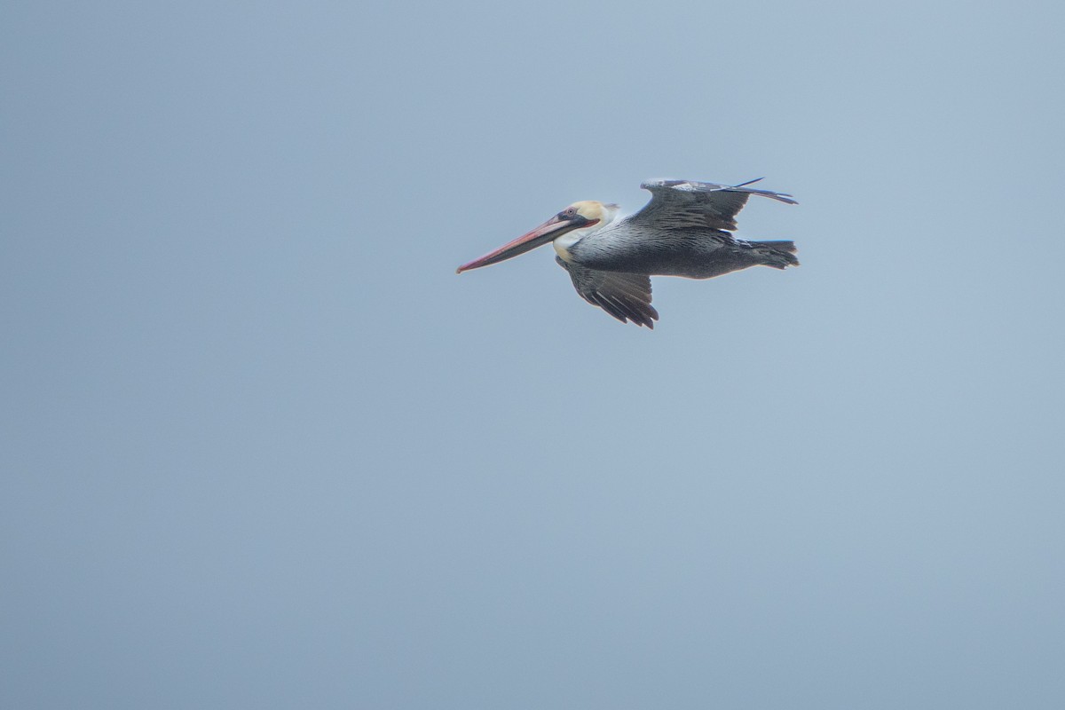 Brown Pelican - ML645467582