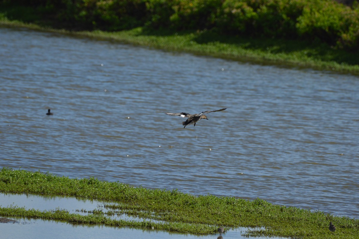 Gadwall - ML645467583