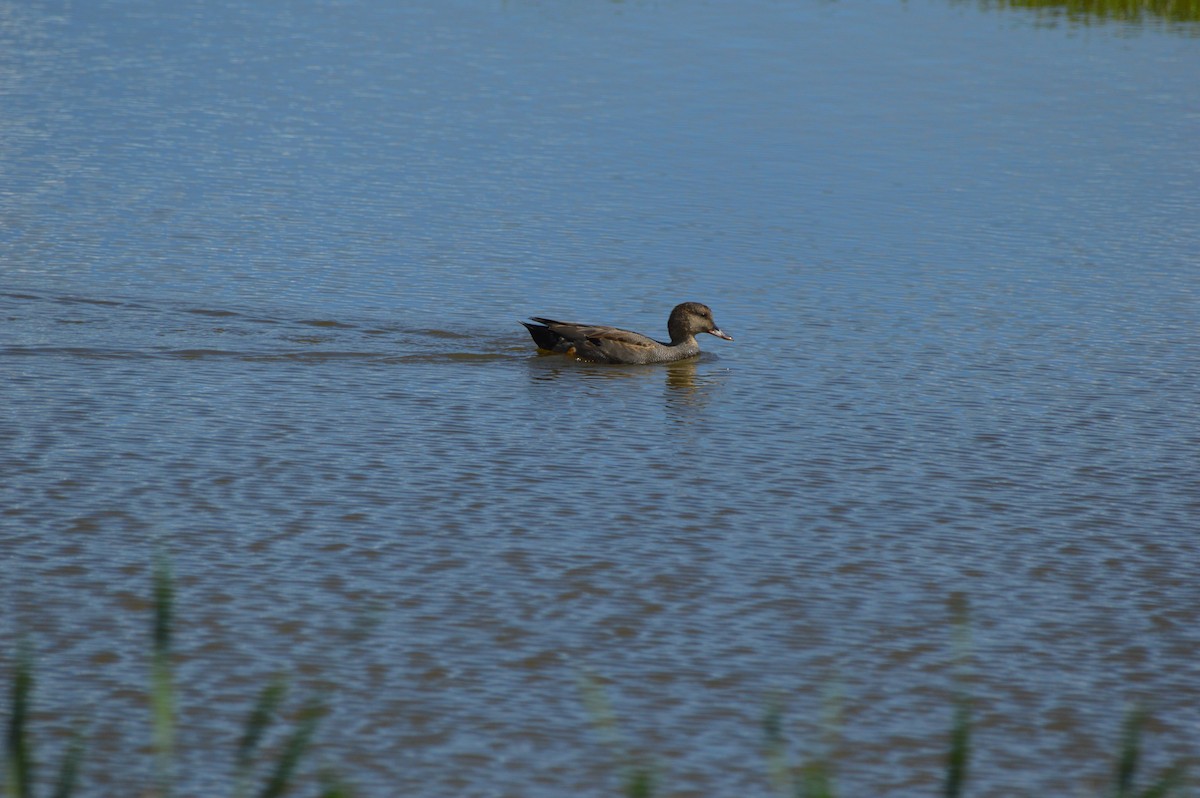Gadwall - ML645467584