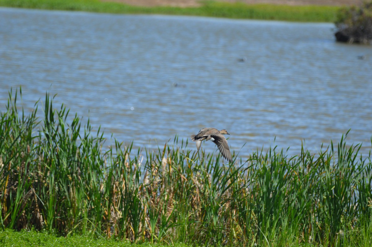 Gadwall - ML645467585