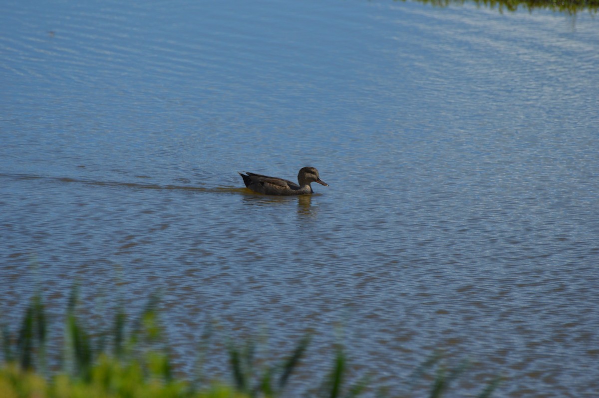 Gadwall - ML645467586