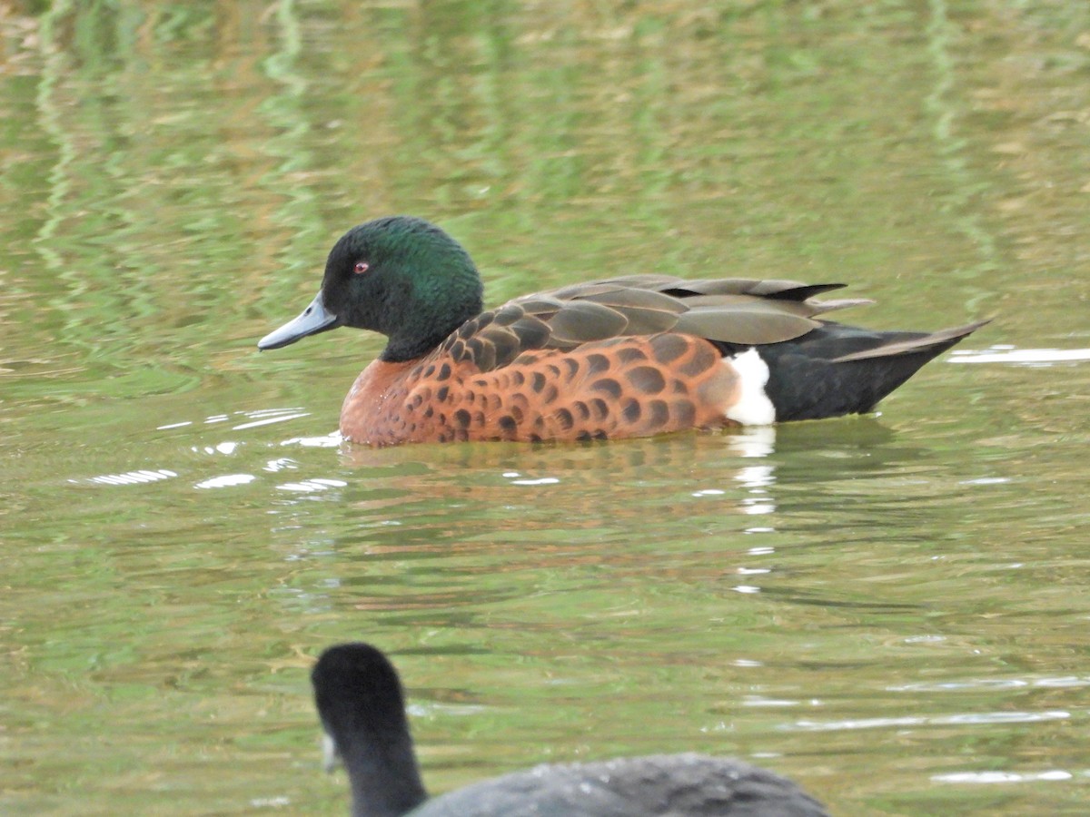 Chestnut Teal - ML645467588