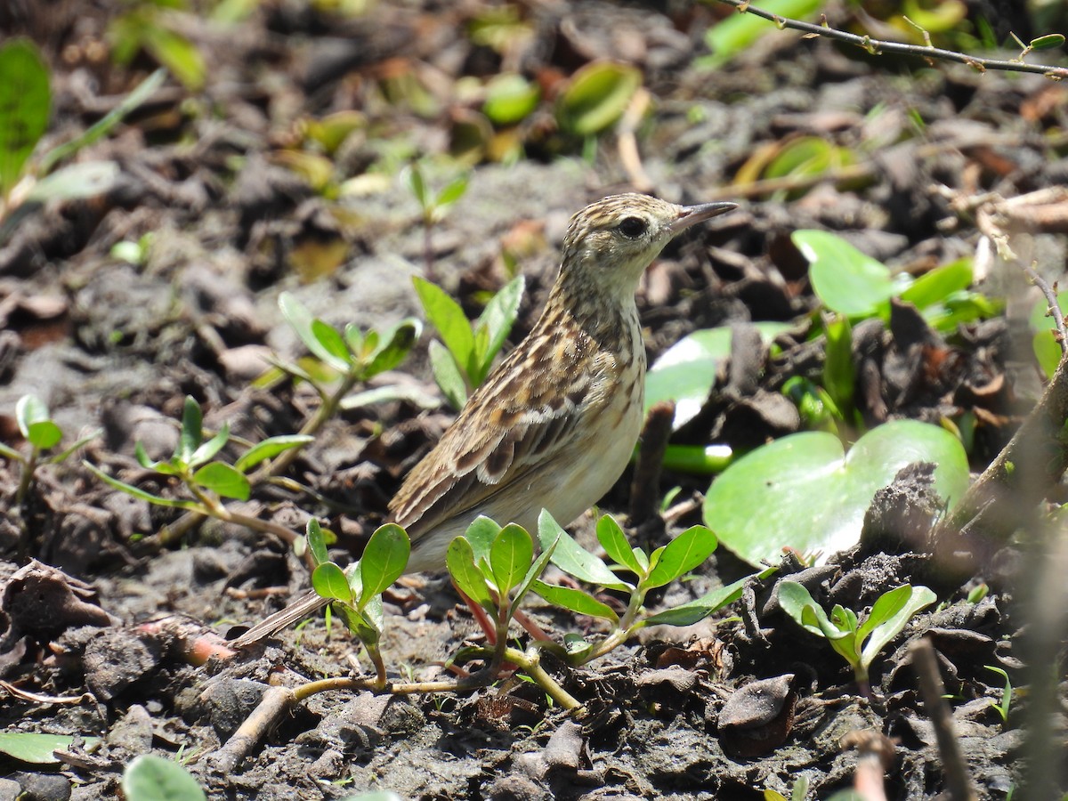Yellowish Pipit - ML645467592