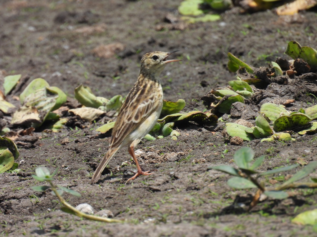 Yellowish Pipit - ML645467593