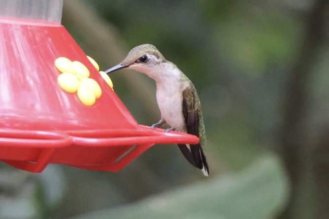 Рубиновогорлый колибри - ML645467597