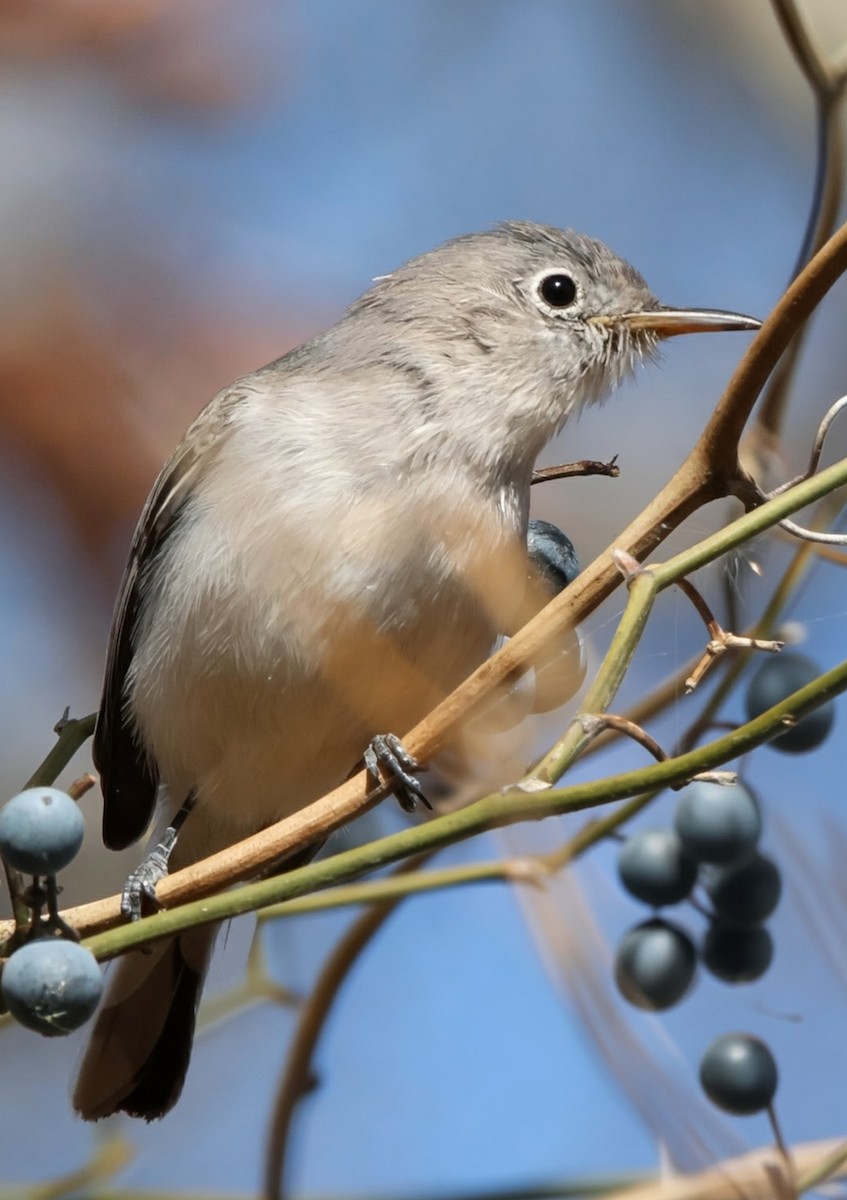 Голубая комароловка - ML645467599
