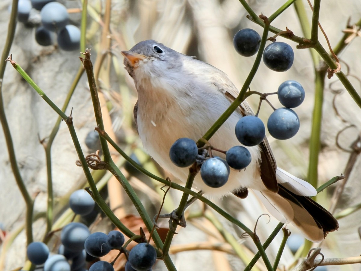 Голубая комароловка - ML645467600