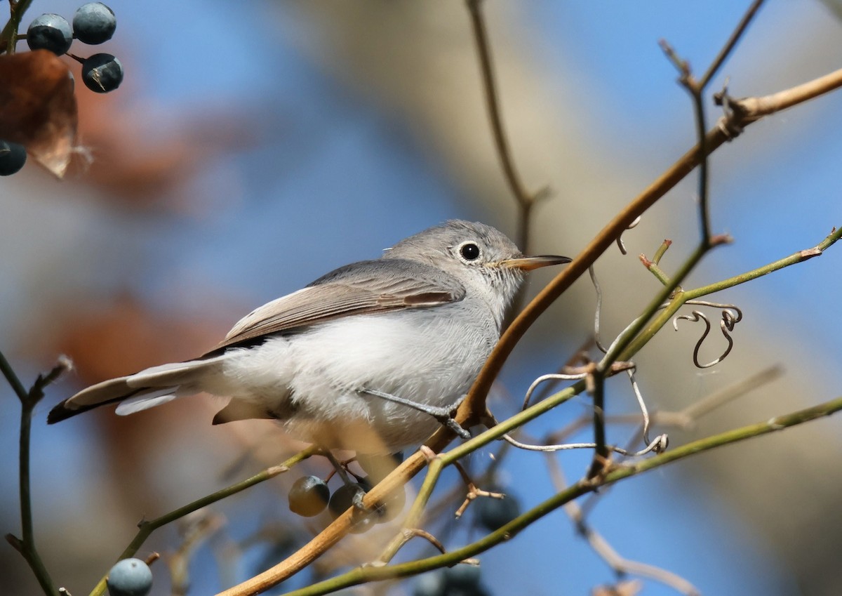 Голубая комароловка - ML645467601