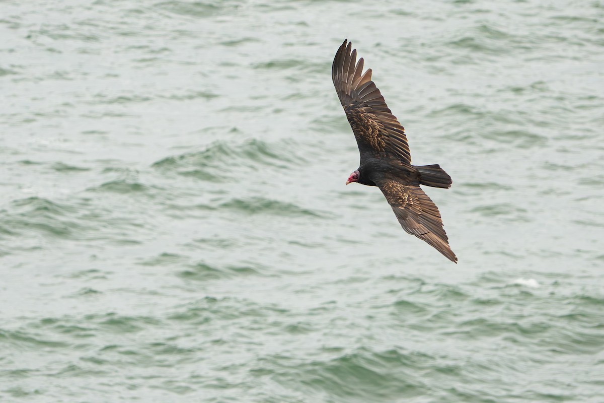 Turkey Vulture - ML645467605