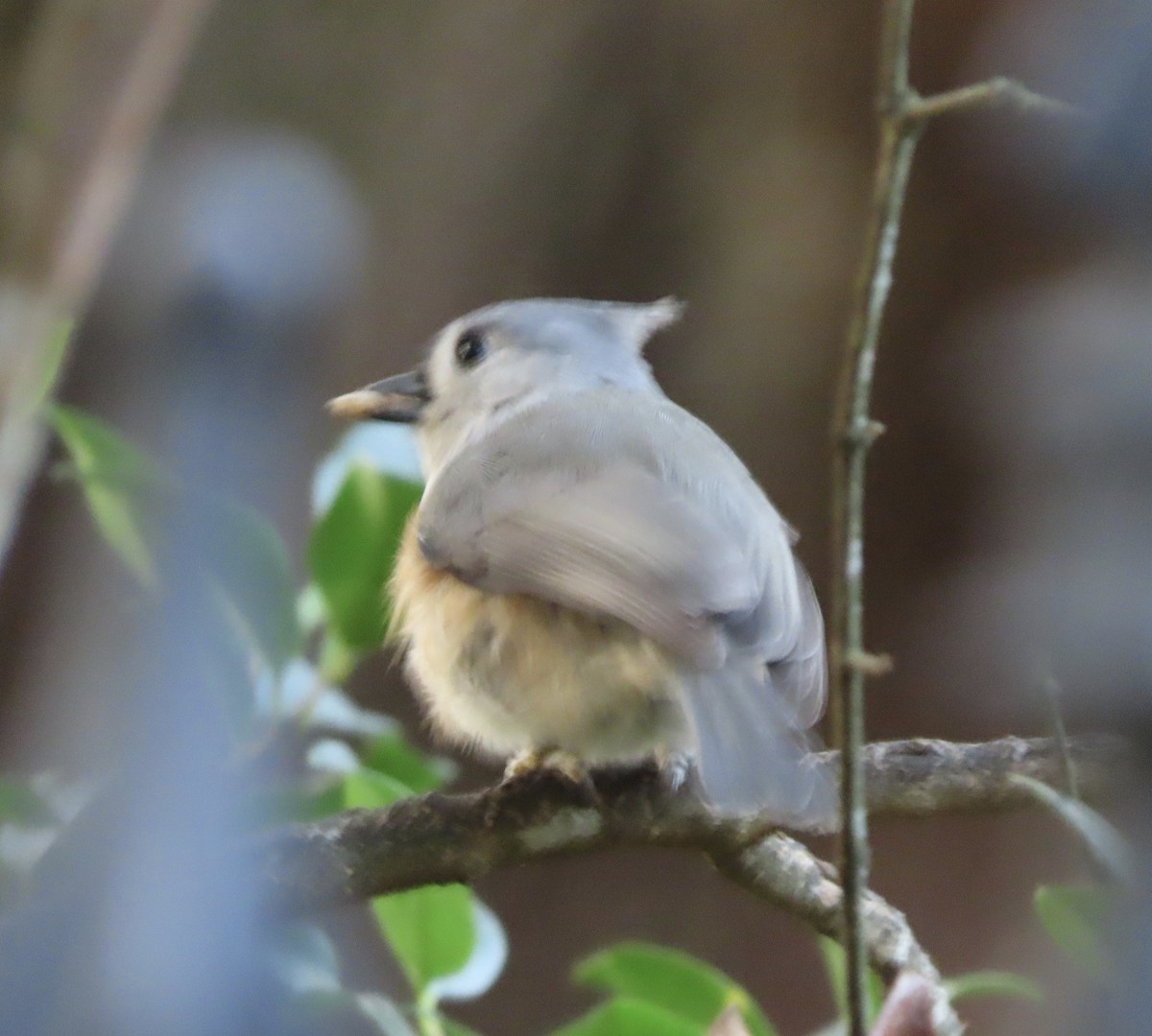 gråduskmeis - ML645467606