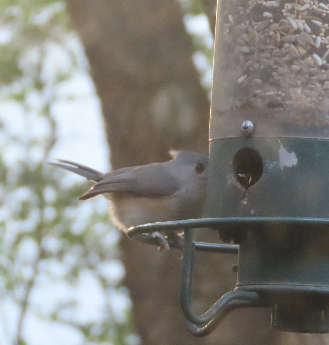 gråduskmeis - ML645467607