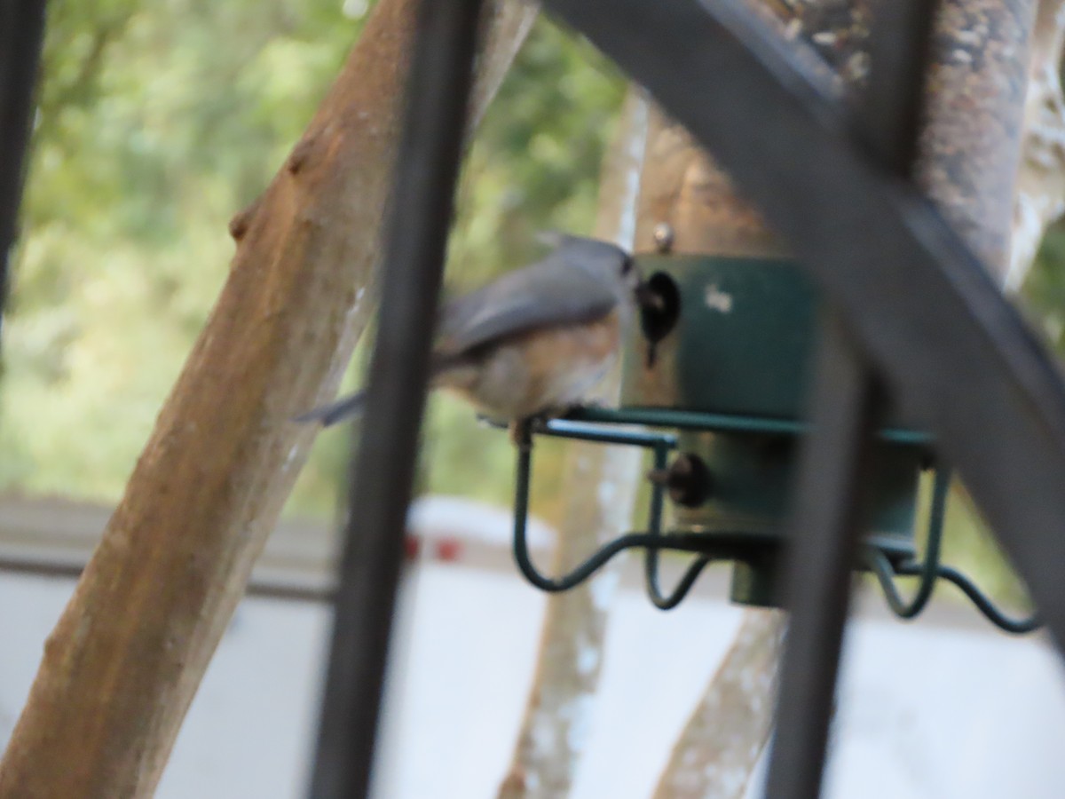 gråduskmeis - ML645467608