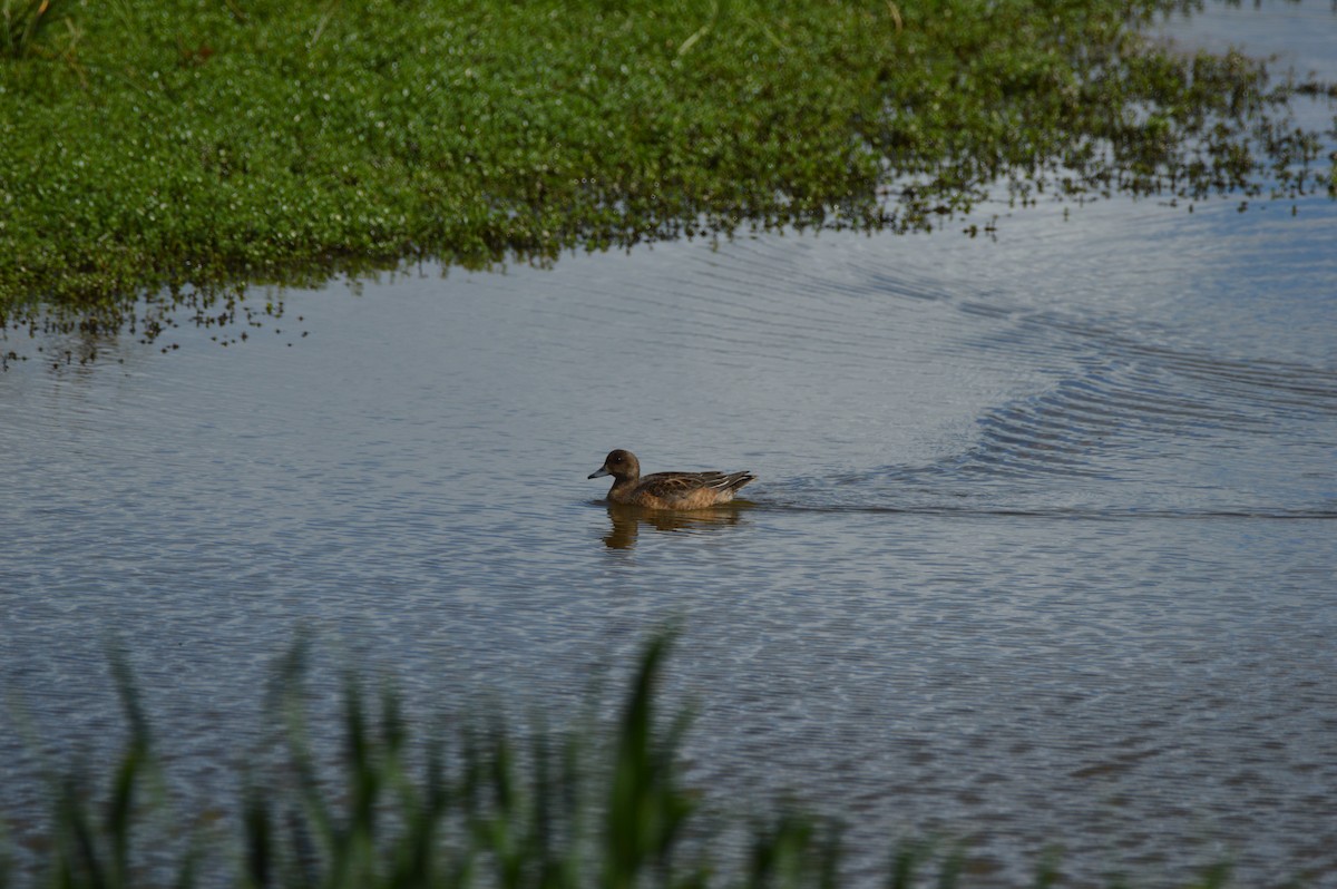 Eurasian Wigeon - ML645467609