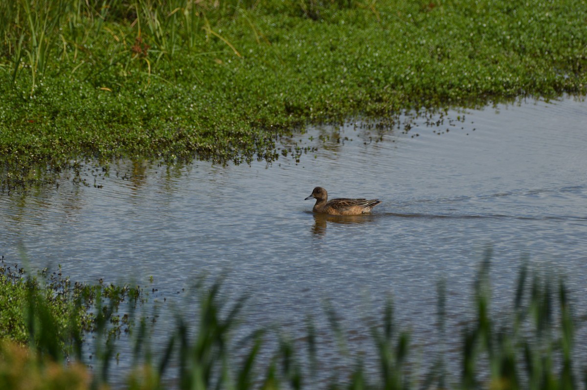 Eurasian Wigeon - ML645467610