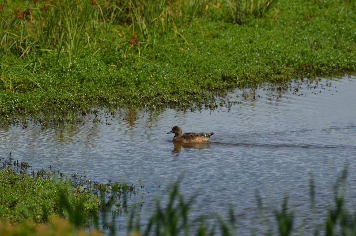 Eurasian Wigeon - ML645467611