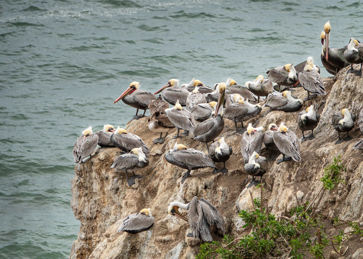 Brown Pelican - ML645467619
