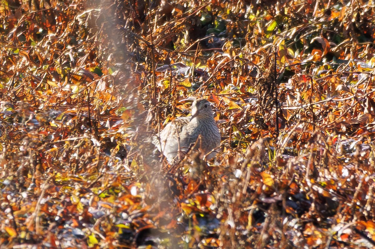 Pectoral Sandpiper - ML645467641