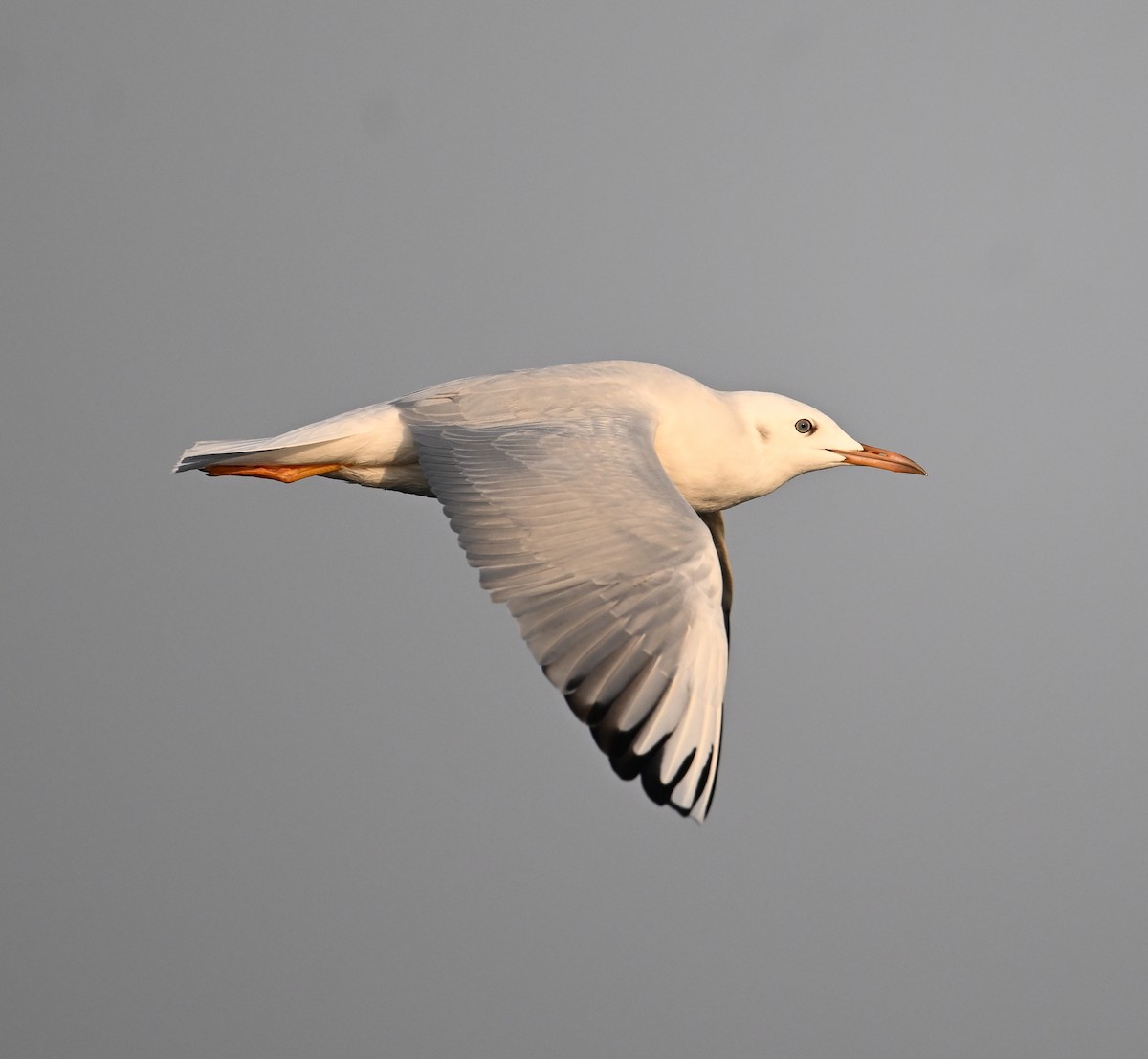 Slender-billed Gull - ML645467646