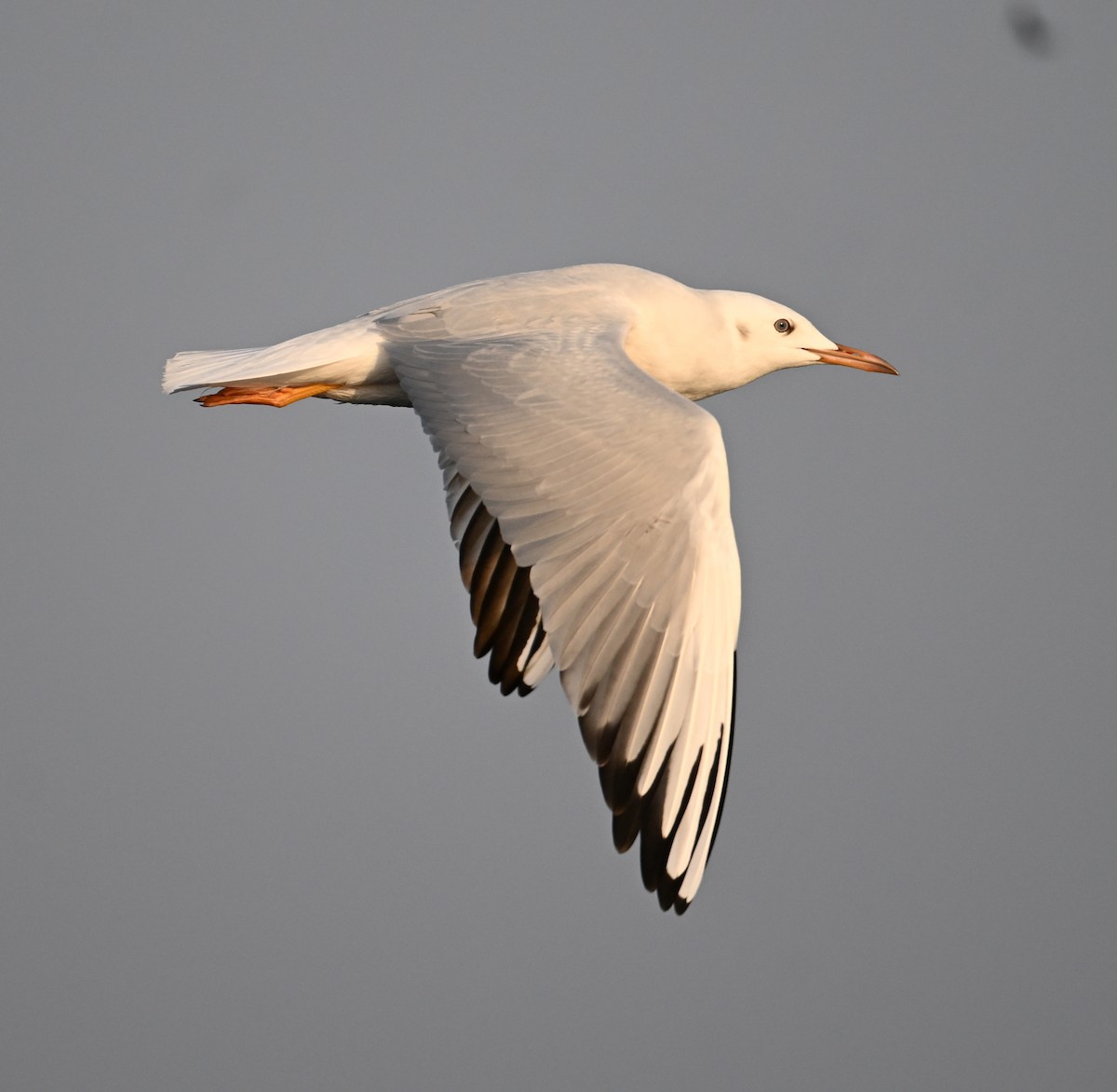 Slender-billed Gull - ML645467647