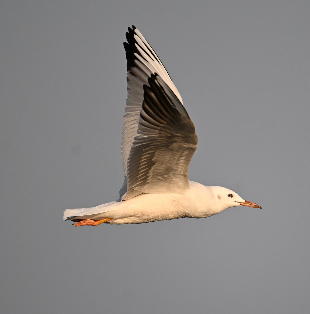 Slender-billed Gull - ML645467648