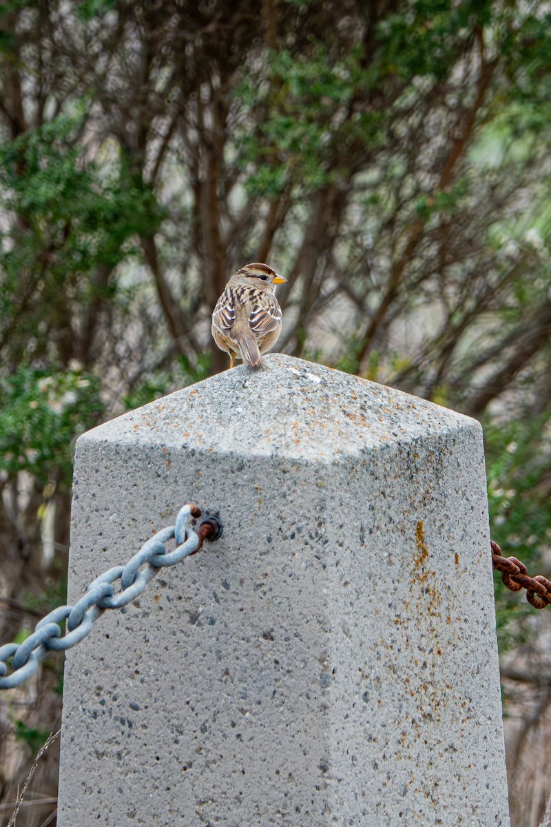 White-crowned Sparrow - ML645467656