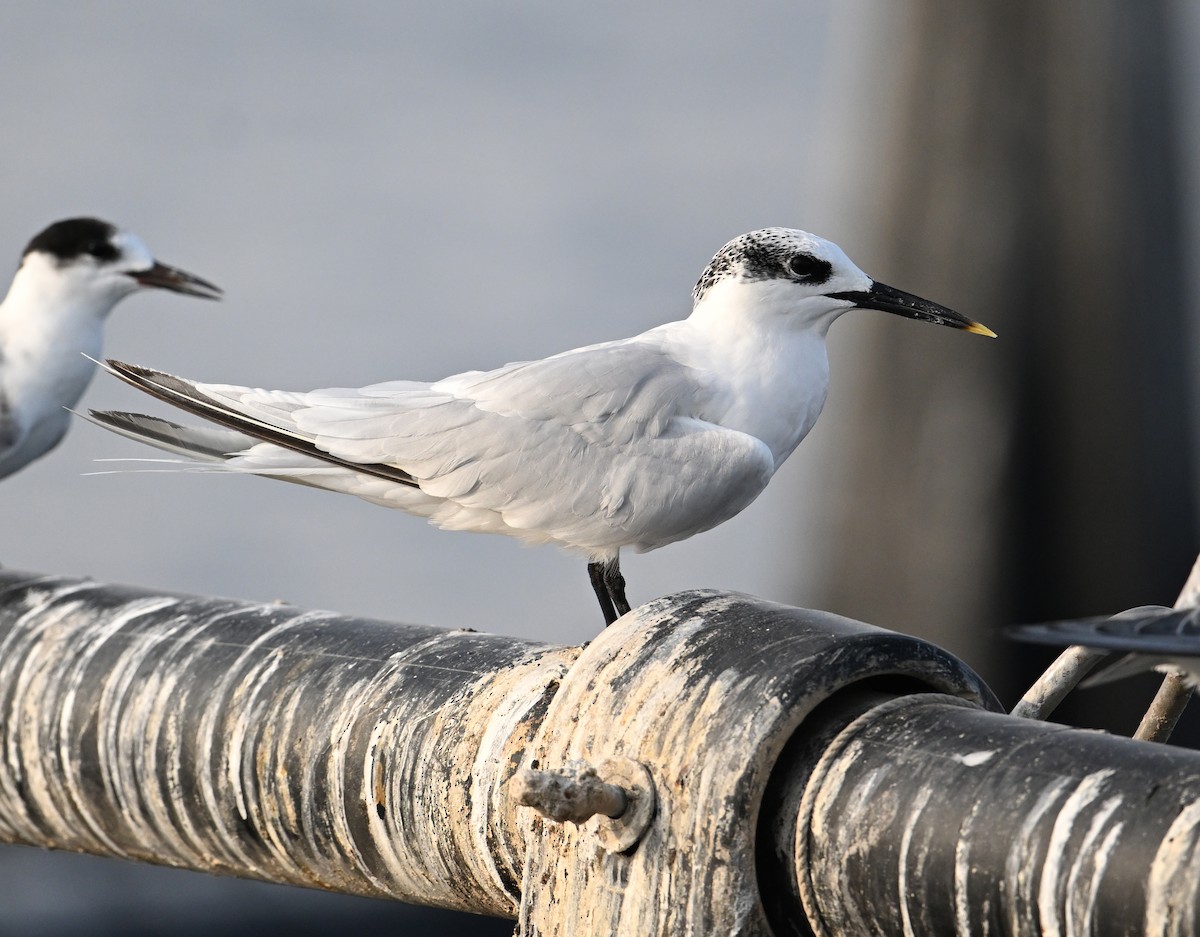 Sandwich Tern (Eurasian) - ML645467661