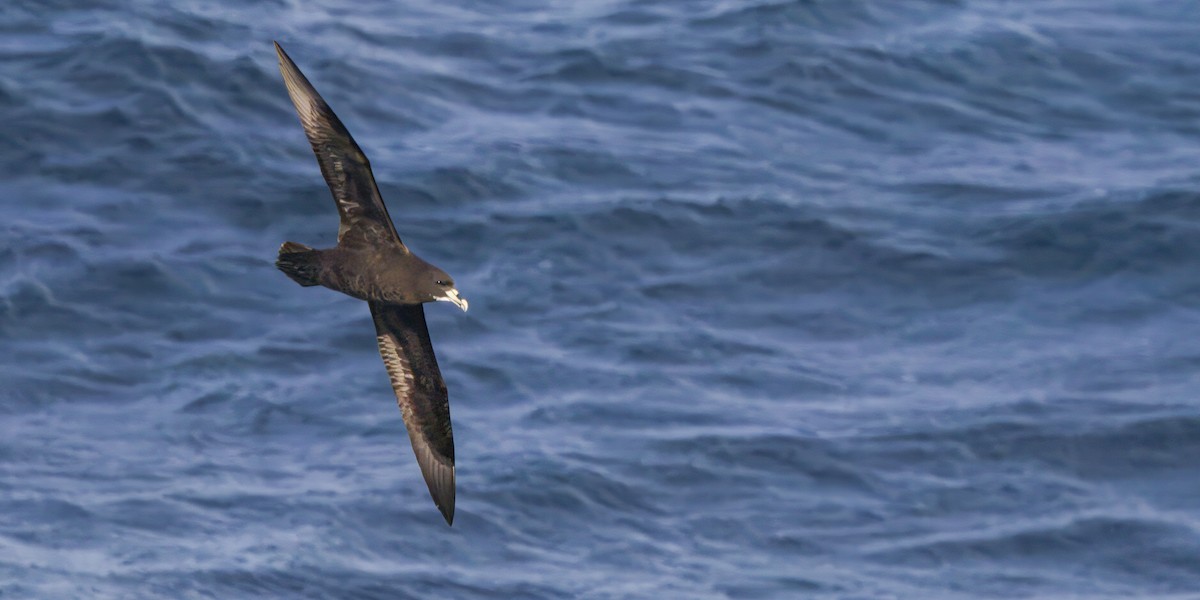 White-chinned Petrel - ML645467662