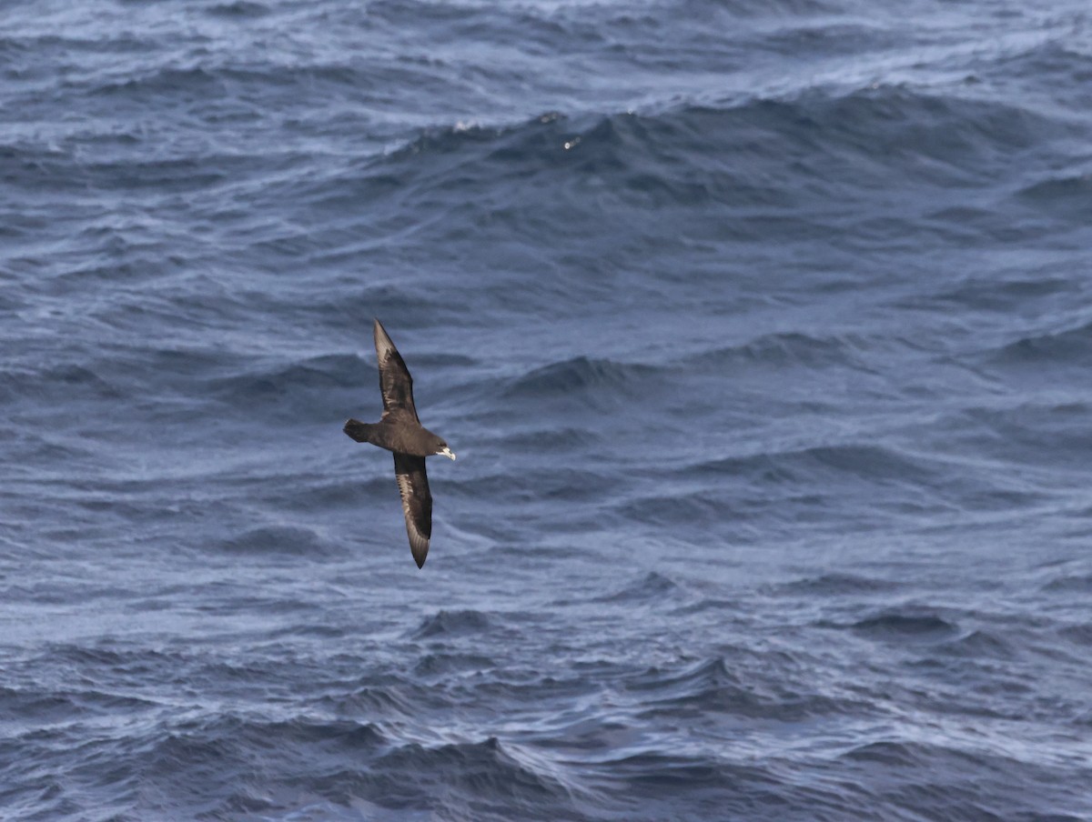 White-chinned Petrel - ML645467664