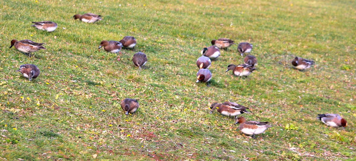 Eurasian Wigeon - ML645467668