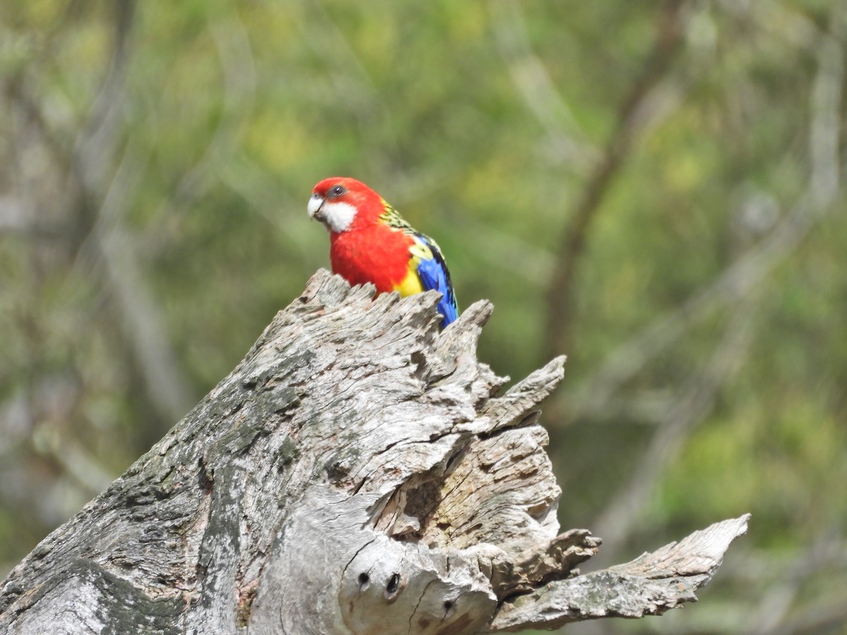 Eastern Rosella - ML645467670