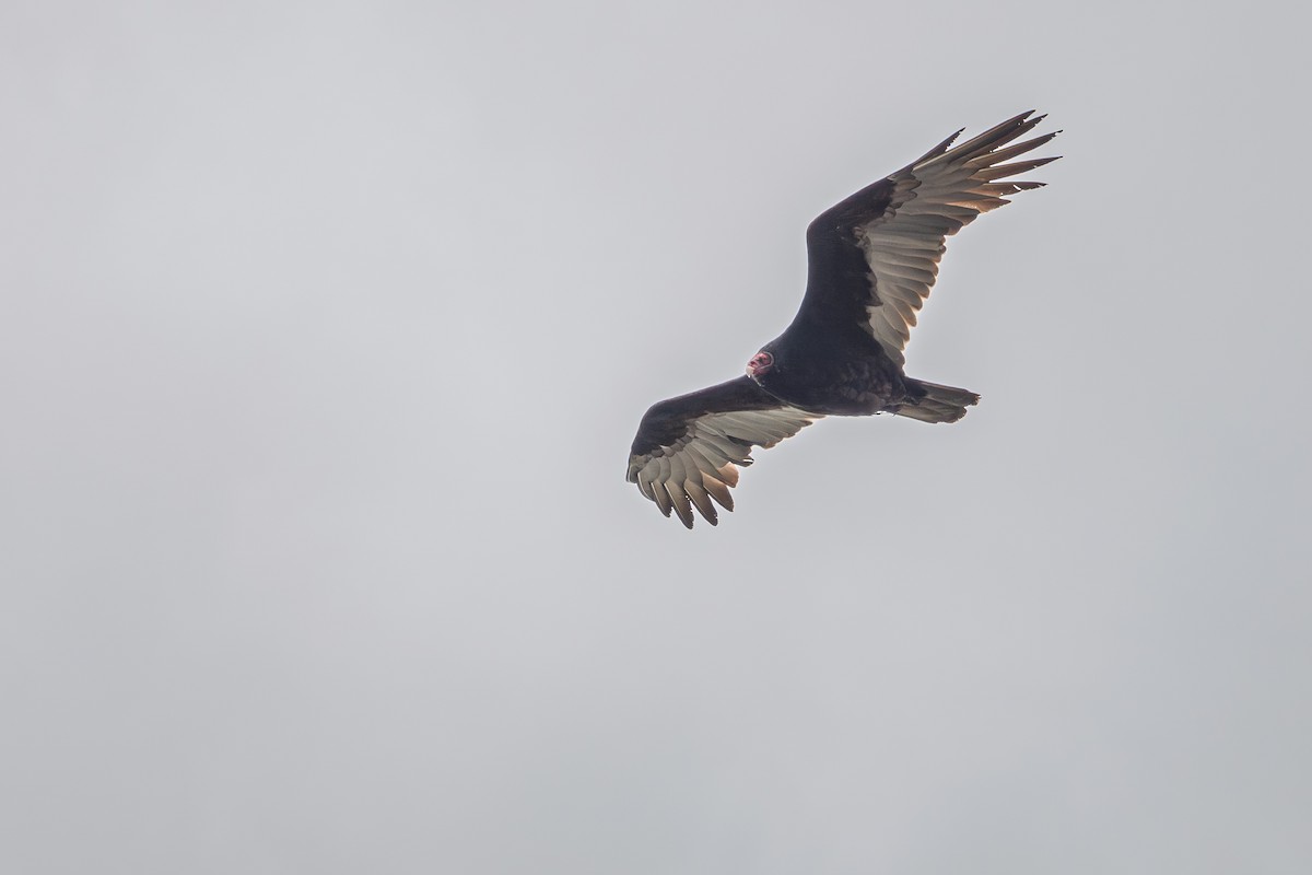 Turkey Vulture - ML645467673