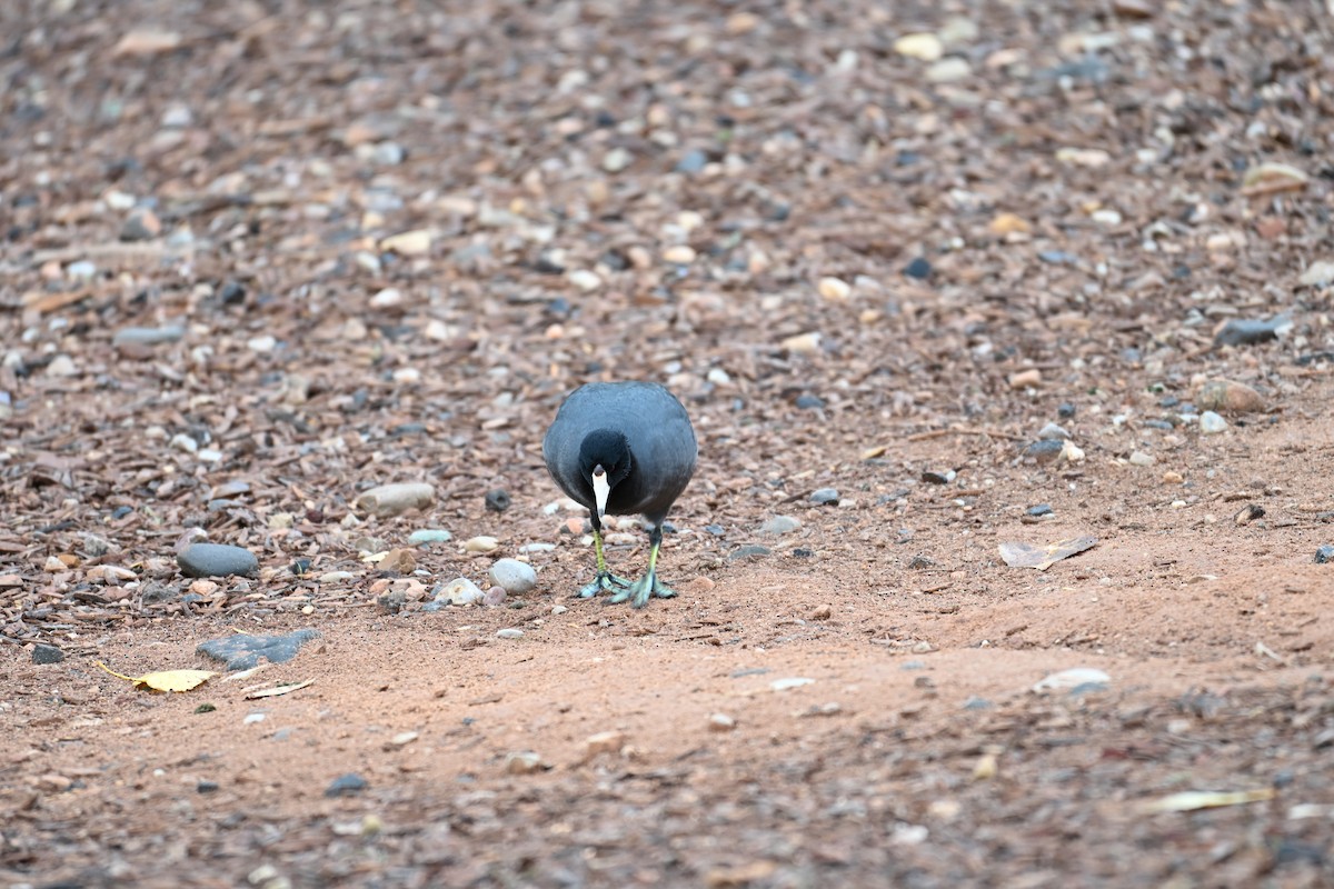 American Coot - ML645467674