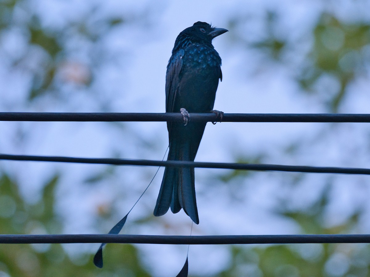 Asian Palm Swift - ML645467675