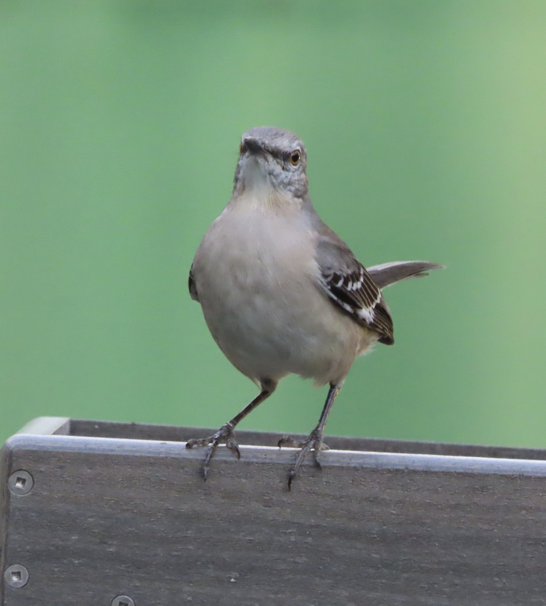 Northern Mockingbird - ML645467676