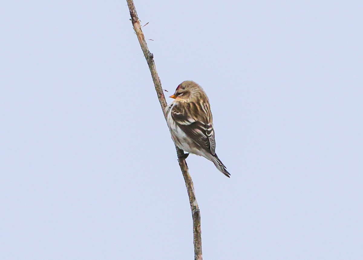 Redpoll - ML645467677