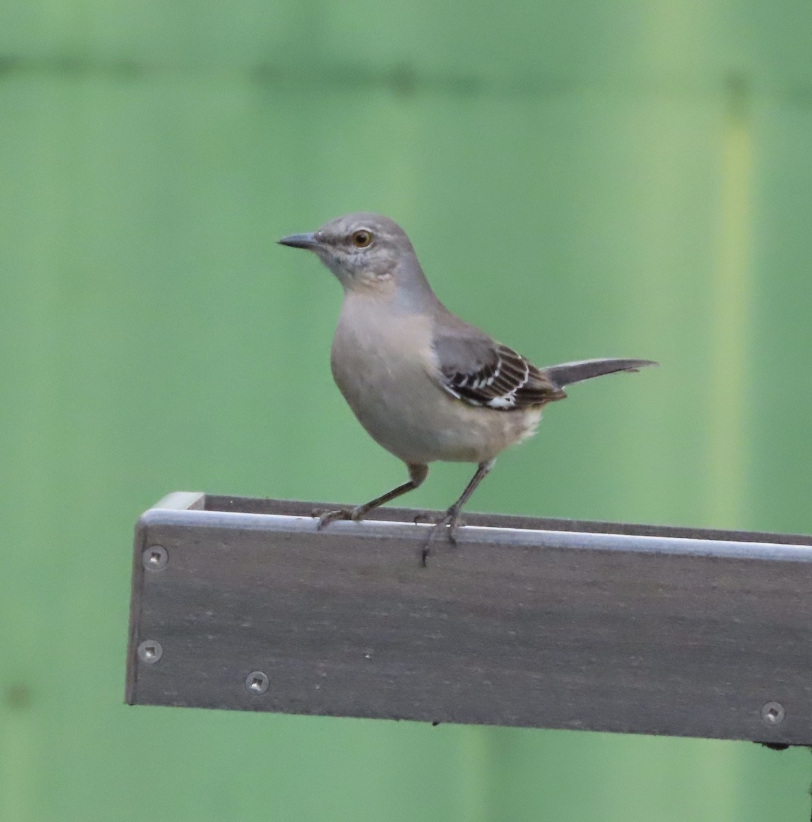 Northern Mockingbird - ML645467678