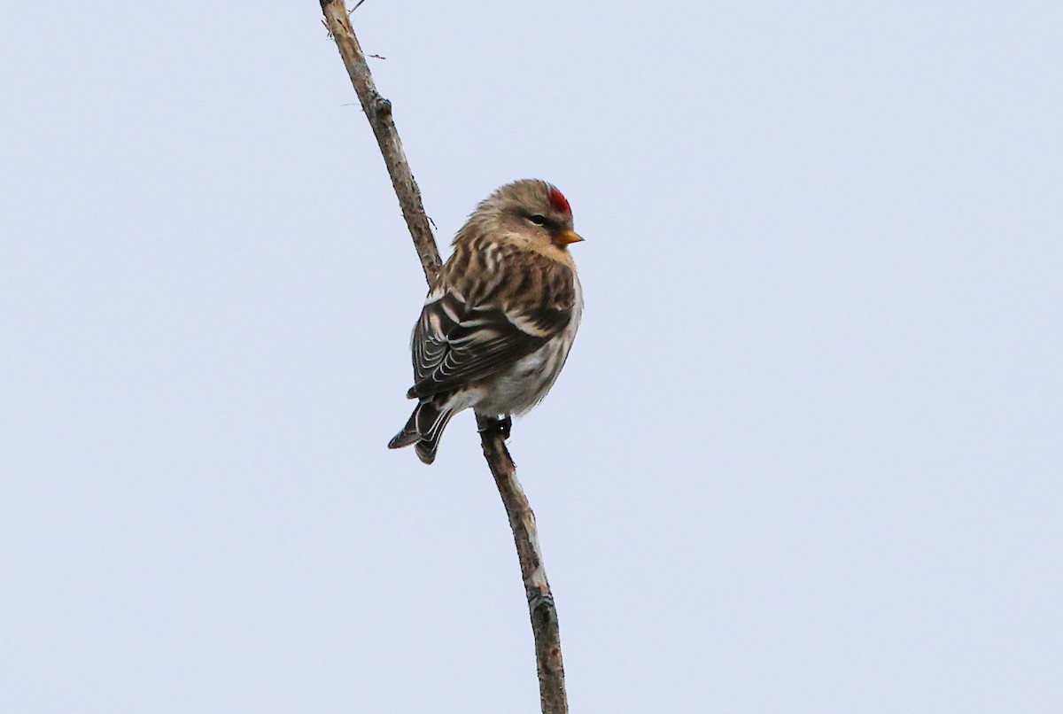 Redpoll - ML645467679