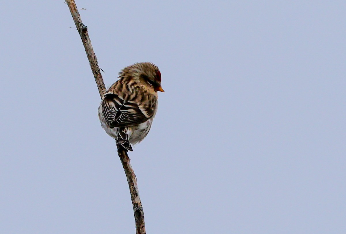 Redpoll - ML645467681