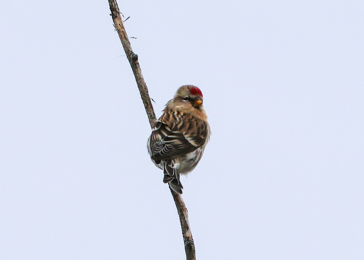 Redpoll - ML645467682
