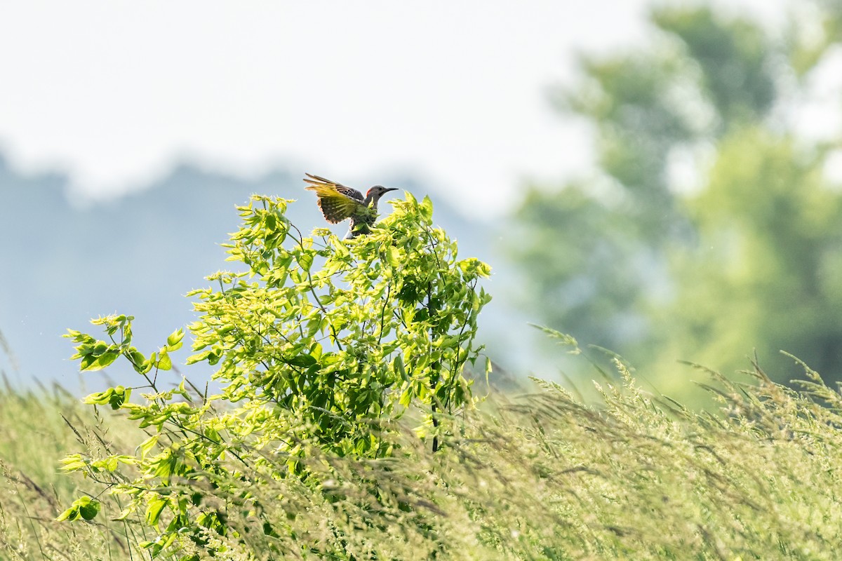 Northern Flicker - ML645467683