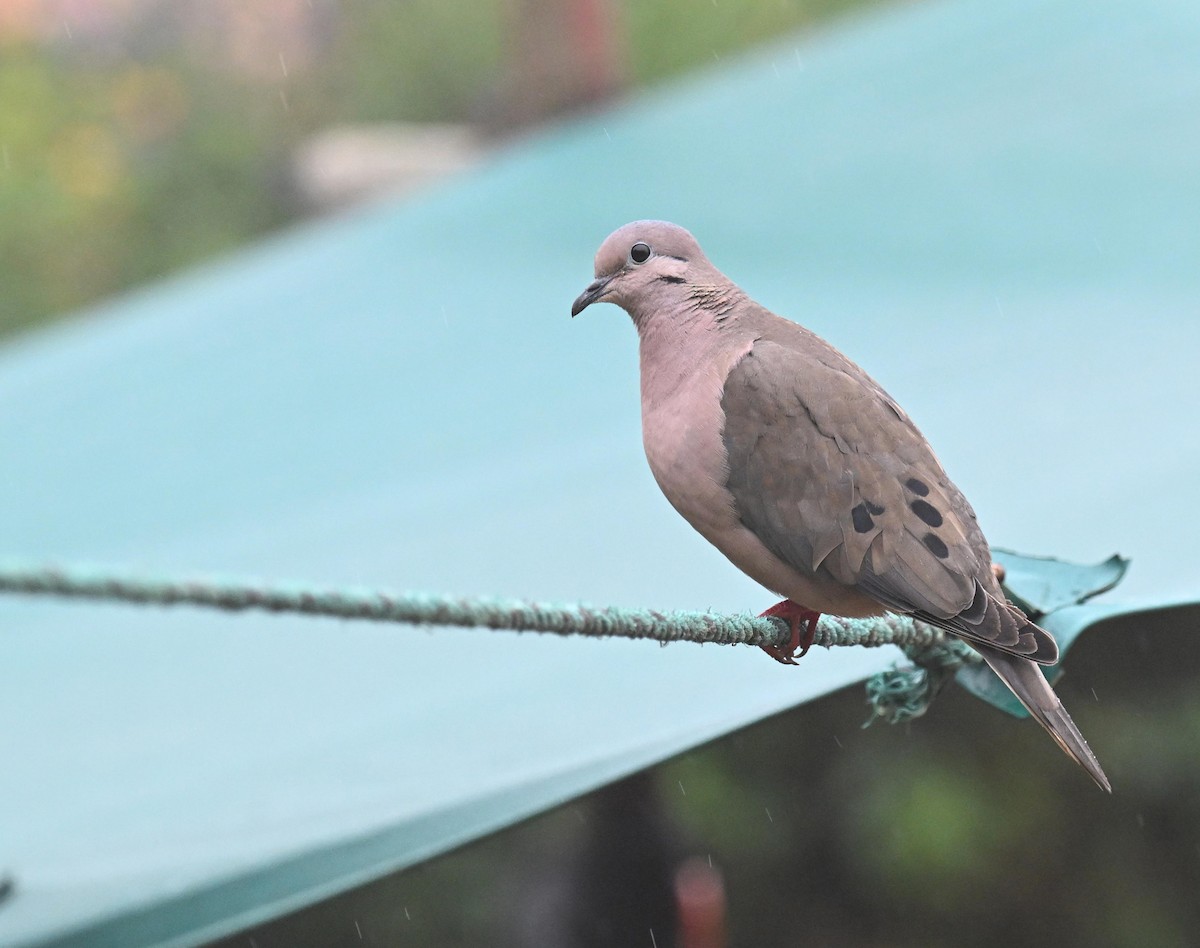Eared Dove - ML645467686