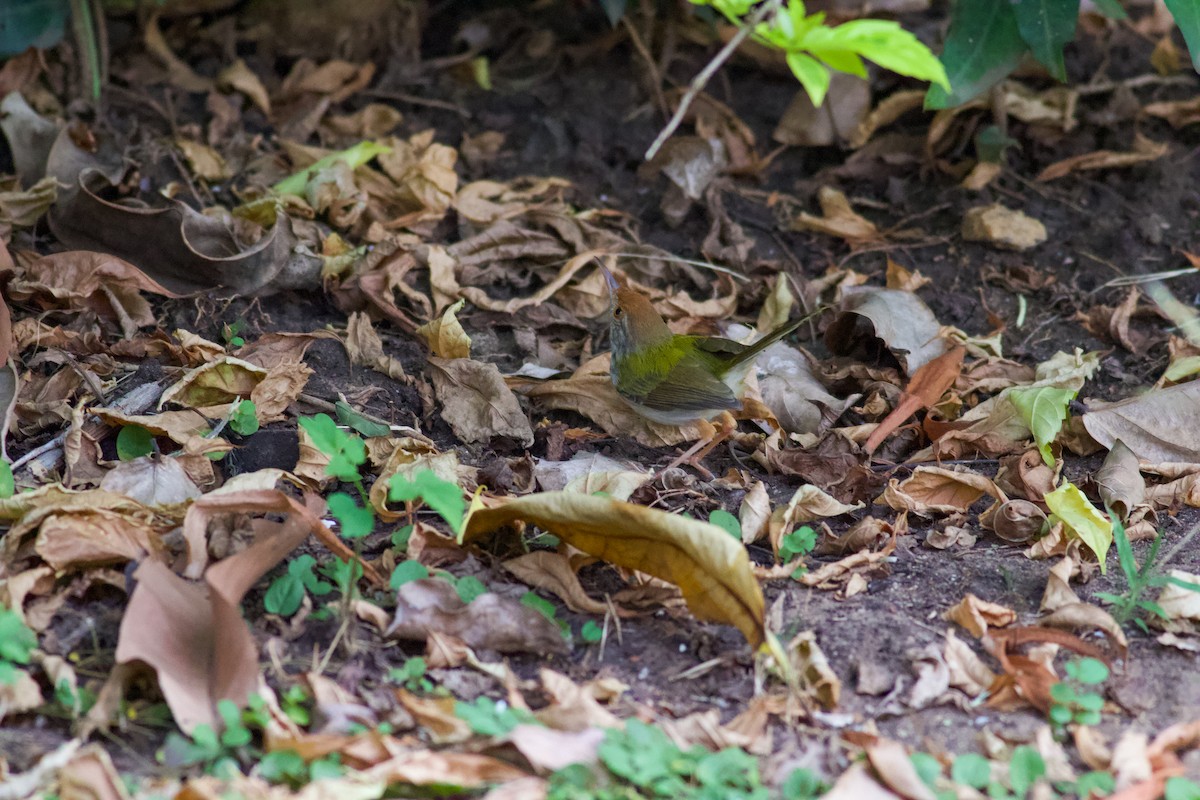 Common Tailorbird - ML645467688