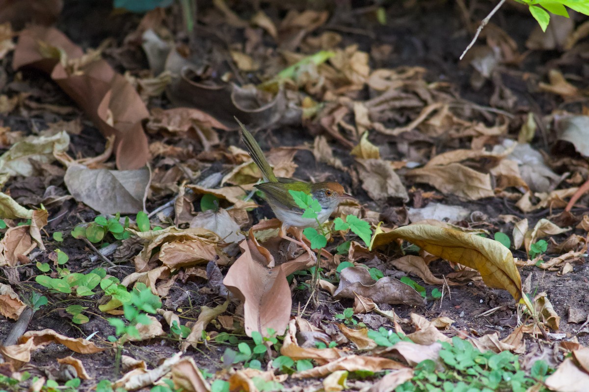 Common Tailorbird - ML645467689
